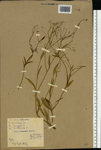 Ranunculus flammula, Eastern Europe, Belarus (E3a) (Belarus)