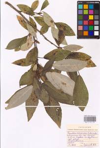 Populus ×moscoviensis Schröd., Eastern Europe, Central region (E4) (Russia)