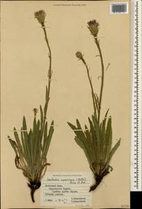 Leontodon asperrimus (Willd.) Boiss. ex Ball, Crimea (KRYM) (Russia)