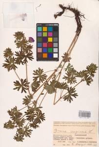 Geranium sanguineum L., Eastern Europe, Lower Volga region (E9) (Russia)