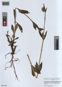 KUZ 004 288, Silene latifolia subsp. alba (Miller) Greuter & Burdet, Siberia, Altai & Sayany Mountains (S2) (Russia)