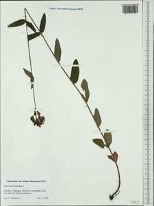 Hypericum montanum L., Western Europe (EUR) (Germany)