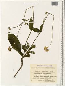 Knautia tatarica (L.) Szabó, Caucasus, Georgia (K4) (Georgia)