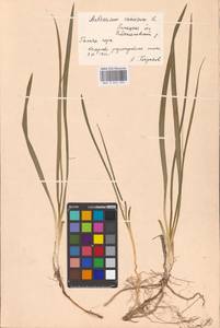 Anthericum ramosum L., Eastern Europe, Central forest-and-steppe region (E6) (Russia)