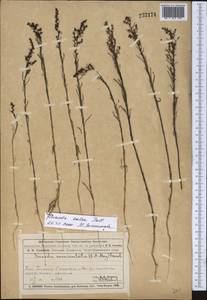 Suaeda salsa (L.) Pall., Middle Asia, Muyunkumy, Balkhash & Betpak-Dala (M9) (Kazakhstan)