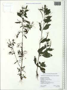 Epilobium pseudorubescens A. K. Skvortsov, Western Europe (EUR) (Germany)