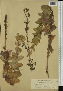 Hieracium virosum subsp. foliosum (Willd.) Zahn, Western Europe (EUR) (Croatia)