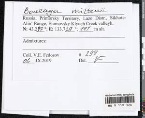 Boulaya mittenii (Broth.) Cardot, Bryophytes, Bryophytes - Russian Far East (excl. Chukotka & Kamchatka) (B20) (Russia)
