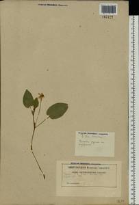 Viola canina L., Eastern Europe, Belarus (E3a) (Belarus)