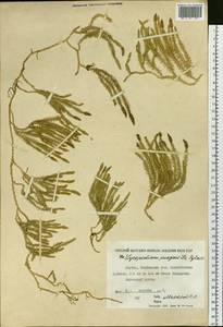 Spinulum annotinum subsp. alpestre (Hartm.) Uotila, Siberia, Yakutia (S5) (Russia)