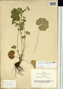 Alchemilla schischkinii Juz., Siberia, Altai & Sayany Mountains (S2) (Russia)