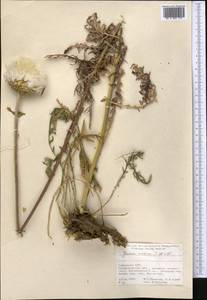 Jurinea maxima C. Winkl., Middle Asia, Pamir & Pamiro-Alai (M2) (Uzbekistan)