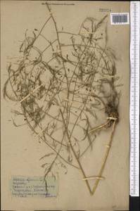 Asparagus officinalis L., Middle Asia, Northern & Central Kazakhstan (M10) (Kazakhstan)
