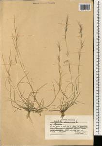 Aristida adscensionis L., South Asia, South Asia (Asia outside ex-Soviet states and Mongolia) (ASIA) (Afghanistan)