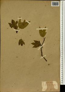 Lindera triloba (Sieb. & Zucc.) Bl., South Asia, South Asia (Asia outside ex-Soviet states and Mongolia) (ASIA) (Japan)