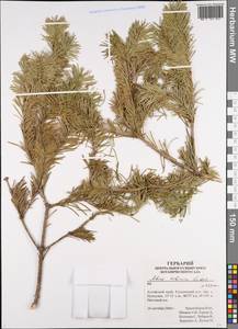 Abies sibirica Ledeb., Siberia, Altai & Sayany Mountains (S2) (Russia)