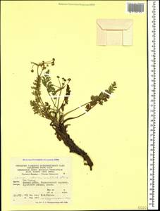 Carum caucasicum (M. Bieb.) Boiss., Caucasus, North Ossetia, Ingushetia & Chechnya (K1c) (Russia)