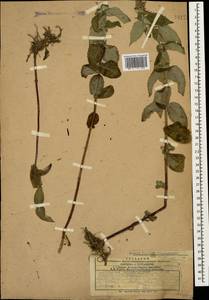 Mentha longifolia (L.) L., Caucasus, Armenia (K5) (Armenia)