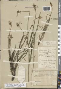 Scorzonera cana (C. A. Mey.) O. Hoffm., Eastern Europe, Lower Volga region (E9) (Russia)