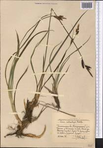 Carex orbicularis Boott, Middle Asia, Western Tian Shan & Karatau (M3) (Uzbekistan)