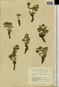 Lagochilus ilicifolius Bunge ex Benth., Siberia, Altai & Sayany Mountains (S2) (Russia)