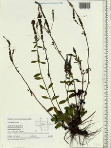 Veronica spicata L., Eastern Europe, Central region (E4) (Russia)