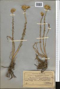 Pseudosedum longidentatum Boriss., Middle Asia, Muyunkumy, Balkhash & Betpak-Dala (M9) (Kazakhstan)