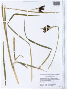 Carex aterrima Hoppe, Siberia, Baikal & Transbaikal region (S4) (Russia)