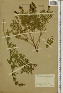 Dracocephalum peregrinum L., Siberia, Central Siberia (S3) (Russia)