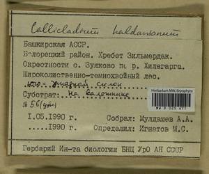 Callicladium haldaneanum (Grev.) H.A. Crum, Bryophytes, Bryophytes - South Urals (B14) (Russia)