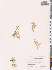 Callitriche hermaphroditica L., Siberia, Chukotka & Kamchatka (S7) (Russia)