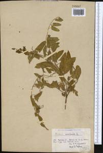 Convolvulus arvensis L., Middle Asia, Northern & Central Kazakhstan (M10) (Kazakhstan)