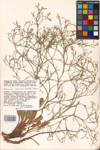 Limonium caspium (Willd.) Gams, Eastern Europe, Lower Volga region (E9) (Russia)