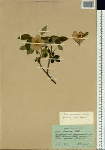 Rosa acicularis Lindl., Siberia, Chukotka & Kamchatka (S7) (Russia)
