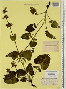 Salvia verticillata L., Caucasus, Stavropol Krai, Karachay-Cherkessia & Kabardino-Balkaria (K1b) (Russia)