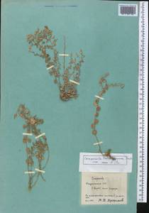 Campanula incanescens Boiss., Middle Asia, Pamir & Pamiro-Alai (M2) (Tajikistan)