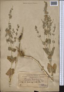 Atriplex flabellum Bunge ex Boiss., Middle Asia, Western Tian Shan & Karatau (M3) (Kazakhstan)