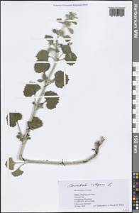 Marrubium vulgare L., South Asia, South Asia (Asia outside ex-Soviet states and Mongolia) (ASIA) (China)