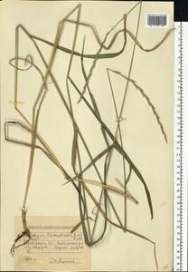 Thinopyrum intermedium subsp. intermedium, Eastern Europe, South Ukrainian region (E12) (Ukraine)