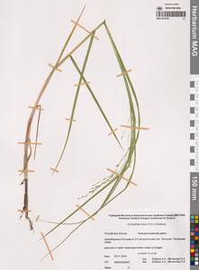 Dupontia fulva (Trin.) Röser & Tkach, Siberia, Yakutia (S5) (Russia)