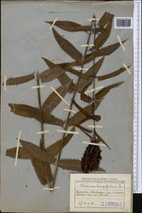 Veronica longifolia L., Middle Asia, Northern & Central Kazakhstan (M10) (Kazakhstan)