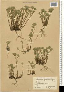 Minuartia glomerata (M. Bieb.) Degen, Crimea (KRYM) (Russia)