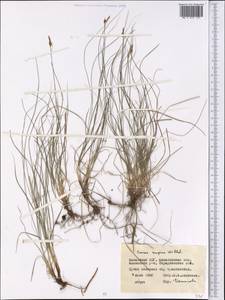 Carex supina Willd. ex Wahlenb., Middle Asia, Northern & Central Kazakhstan (M10) (Kazakhstan)