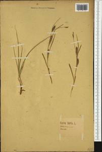 Carex hirta L., Western Europe (EUR) (Germany)