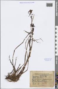 Koenigia tripterocarpa (A. Gray) T. M. Schust. & Reveal, Siberia, Yakutia (S5) (Russia)