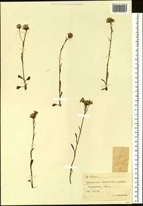 Tephroseris subfrigida (Kom.) Holub, Siberia, Chukotka & Kamchatka (S7) (Russia)