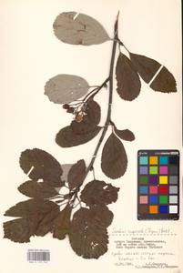 Aria rupicola (Syme) Mezhenskyj, Eastern Europe, Estonia (E2c) (Estonia)