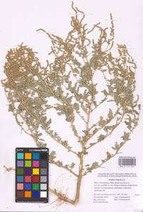 Atriplex tatarica L., Eastern Europe, Lower Volga region (E9) (Russia)