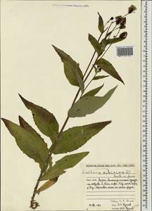 Lactuca sibirica (L.) Maxim., Eastern Europe, Northern region (E1) (Russia)