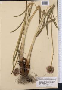 Allium wallichii var. platyphyllum (Diels) J.M.Xu, Middle Asia, Pamir & Pamiro-Alai (M2) (Tajikistan)